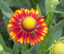 Helenium Can   Can C3